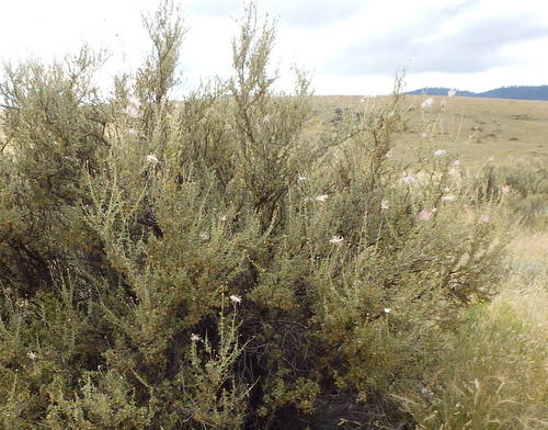 GDMBR: Roadside Shrubbery, unknown type to us.